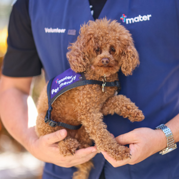 Mums-to-be can’t get enough of Mater’s new pint-sized volunteer